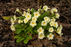 Stengelloze sleutelbloem