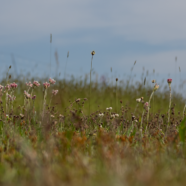 Herstel heischrale graslandsoorten: Rozenkransje in Drenthe